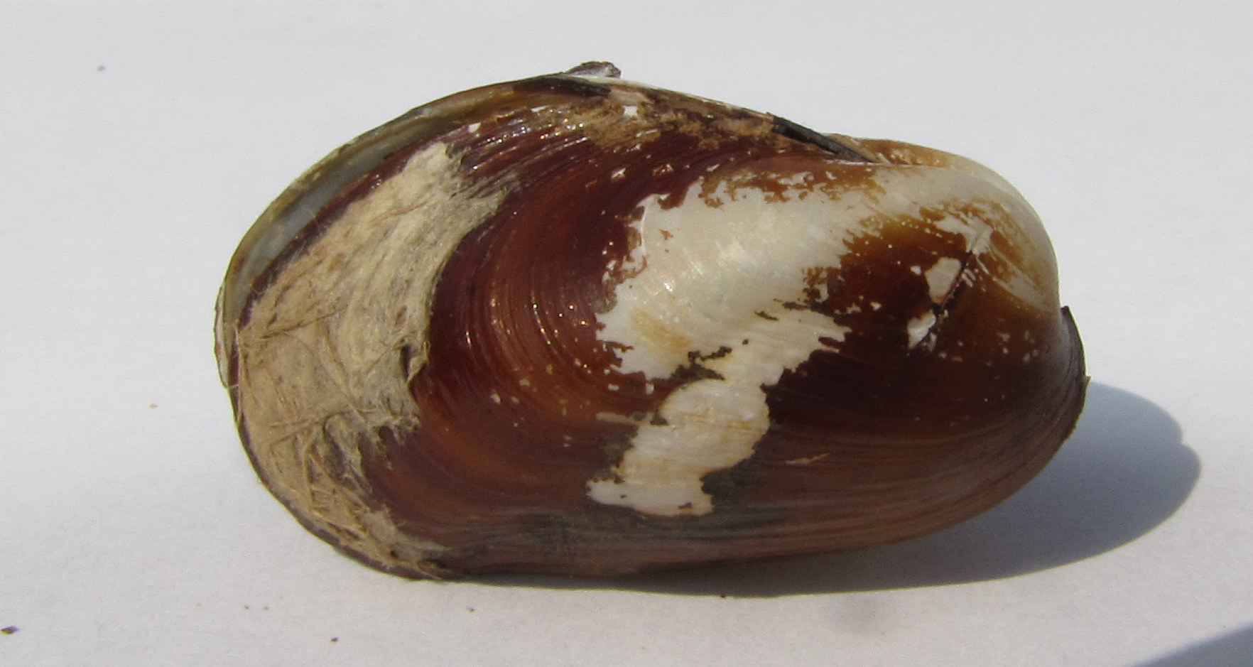 Modiolus adriaticus???